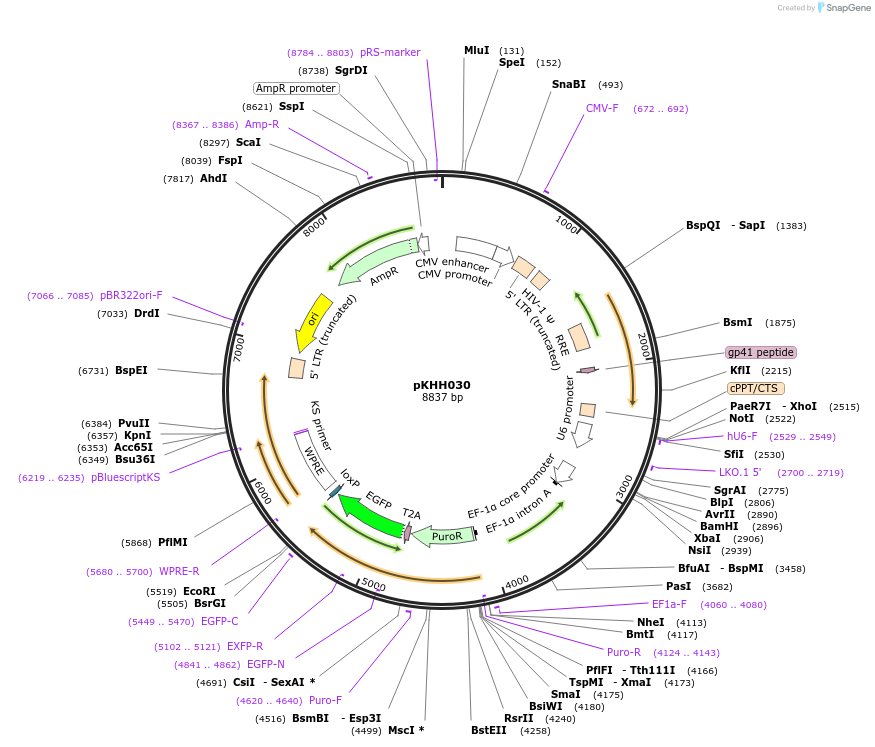 89358-plasmid-map-sequence-id-176446