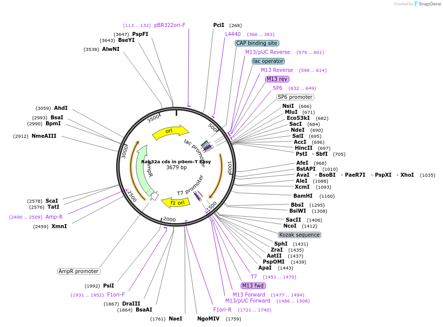 80549-plasmid-map-sequence-id-176447