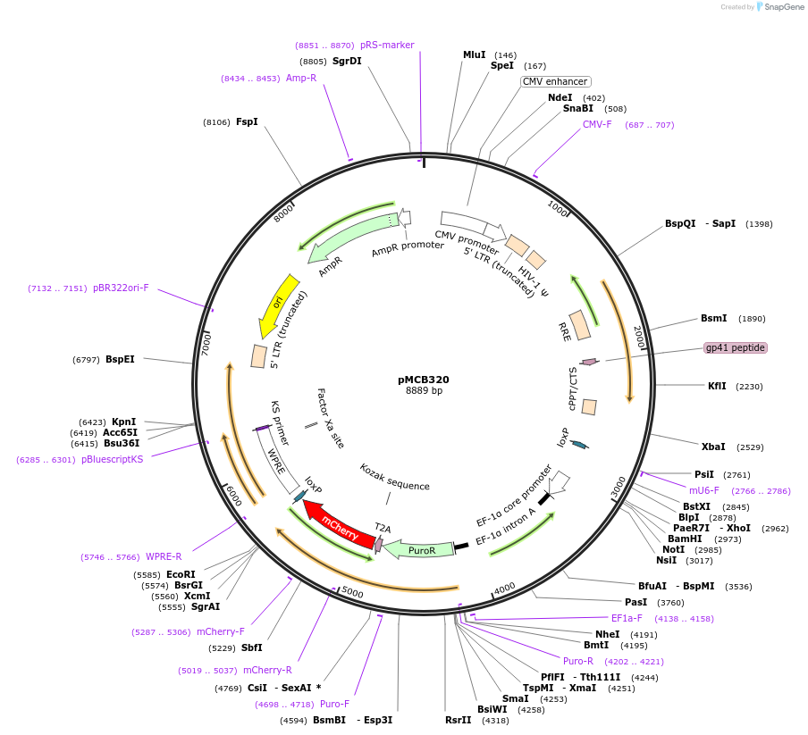 89359-plasmid-map-sequence-id-176457