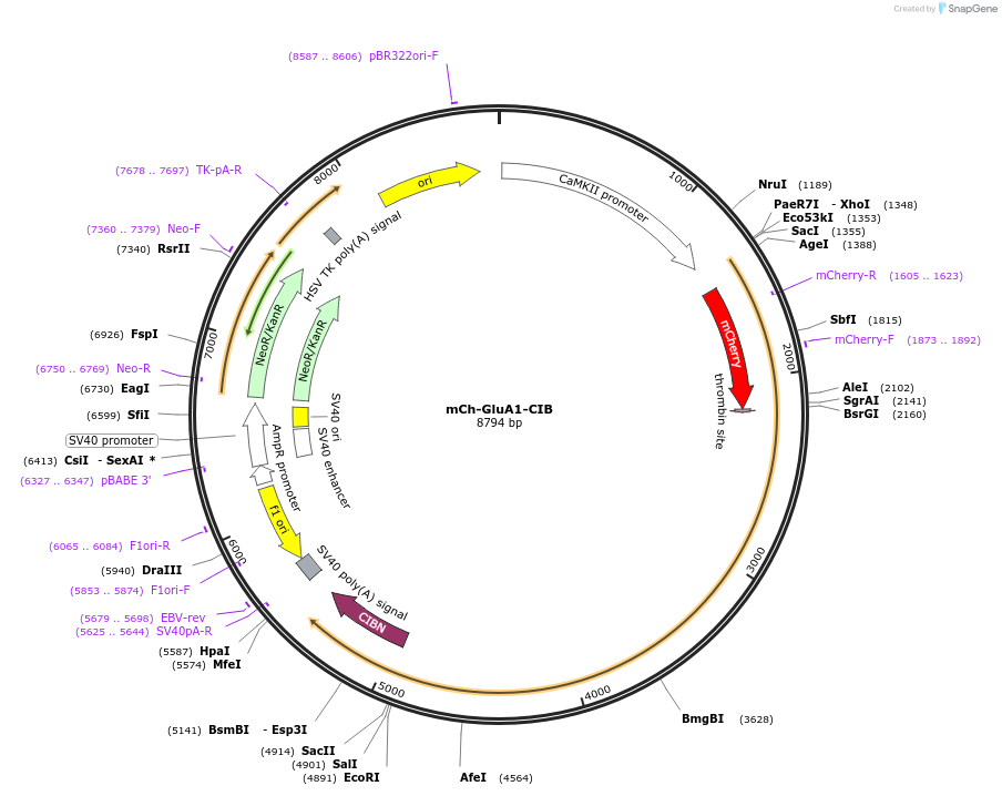 89444-plasmid-map-sequence-id-176460