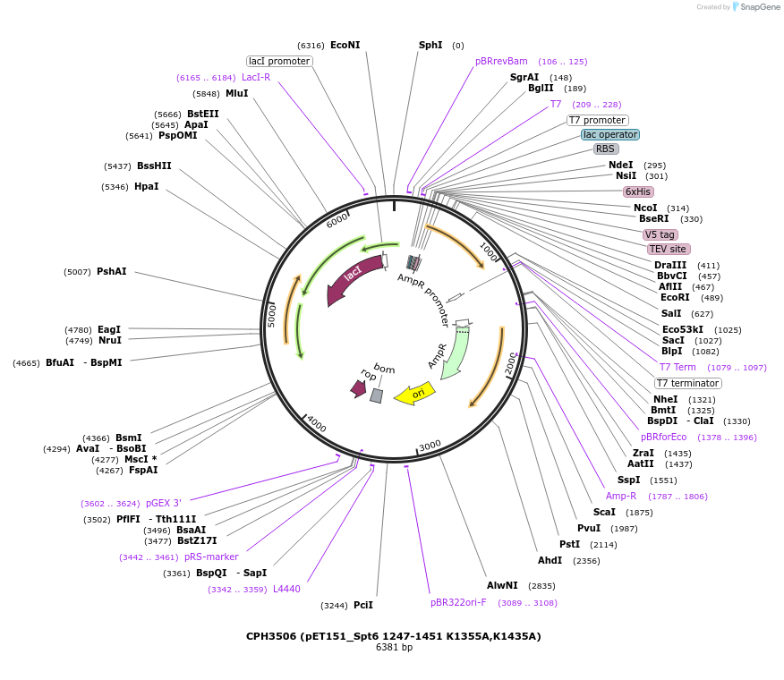 91818-plasmid-map-sequence-id-176493