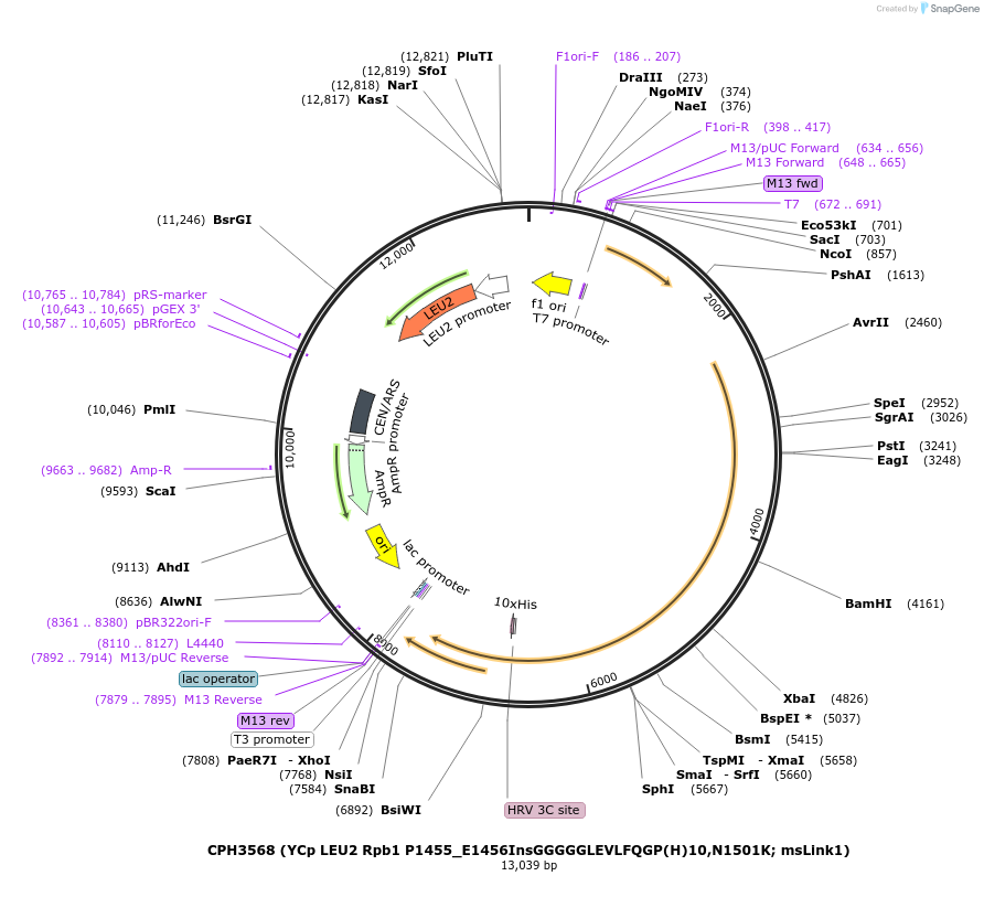 91819-plasmid-map-sequence-id-176494