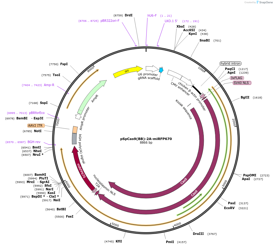 91854-plasmid-map-sequence-id-176529