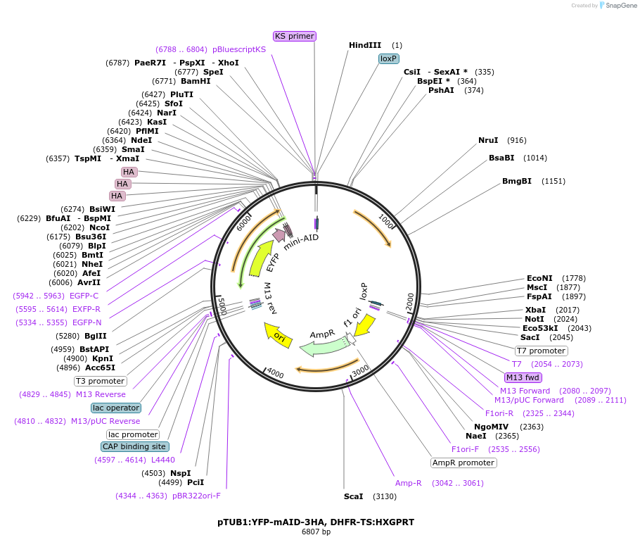 87259-plasmid-map-sequence-id-176555