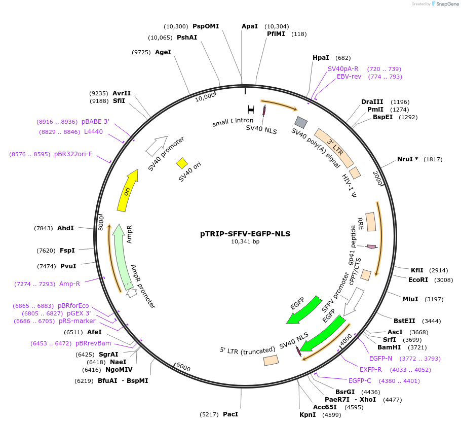 86677-plasmid-map-sequence-id-176562