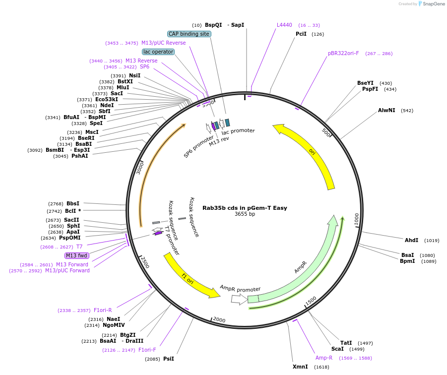 80556-plasmid-map-sequence-id-176568