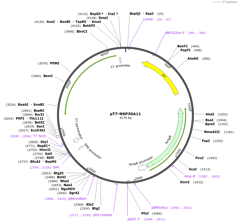 89170-plasmid-map-sequence-id-176571