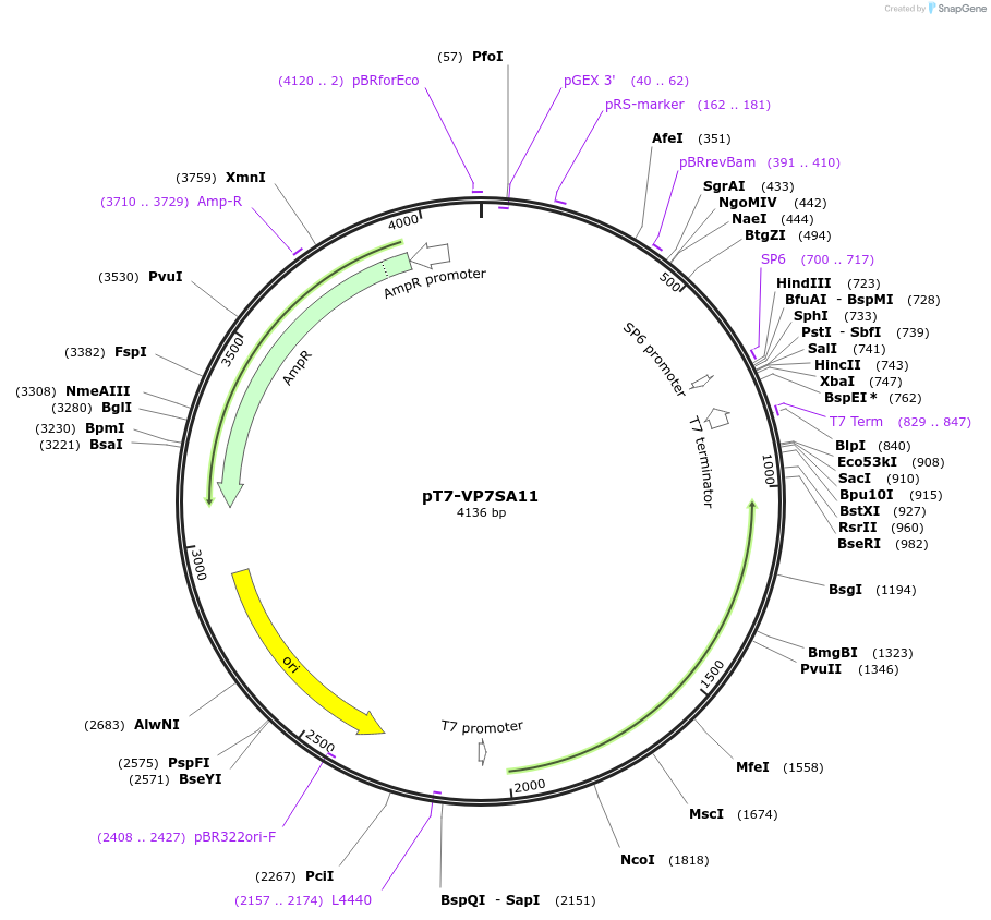 89167-plasmid-map-sequence-id-176572