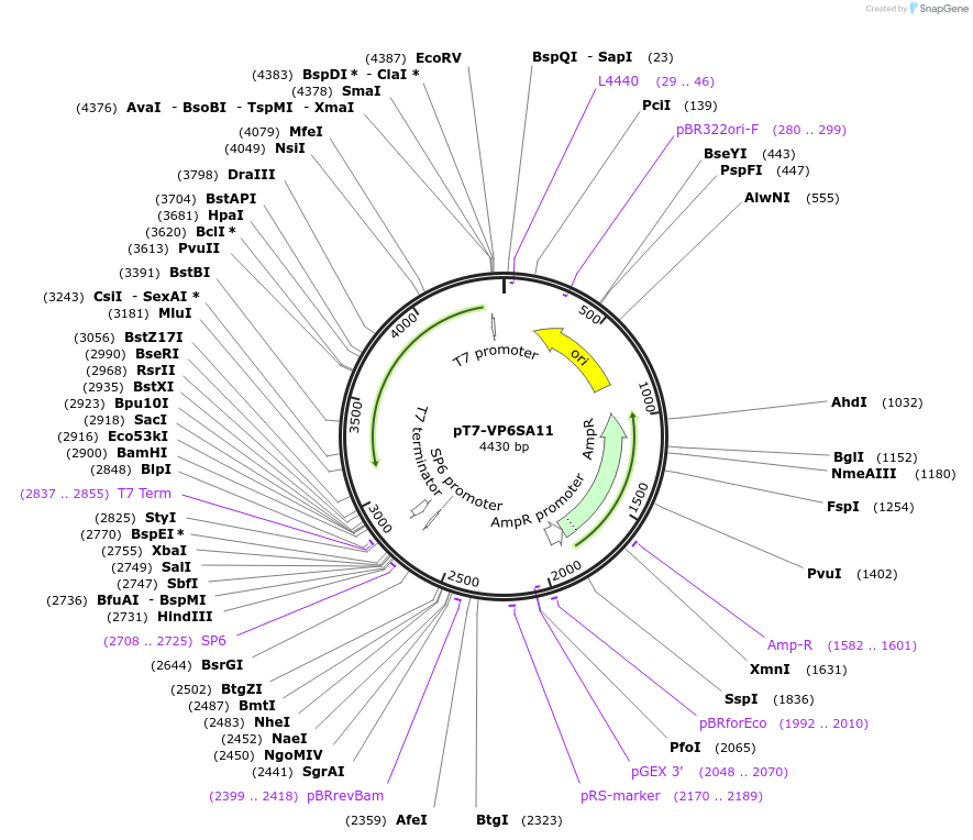 89166-plasmid-map-sequence-id-176575