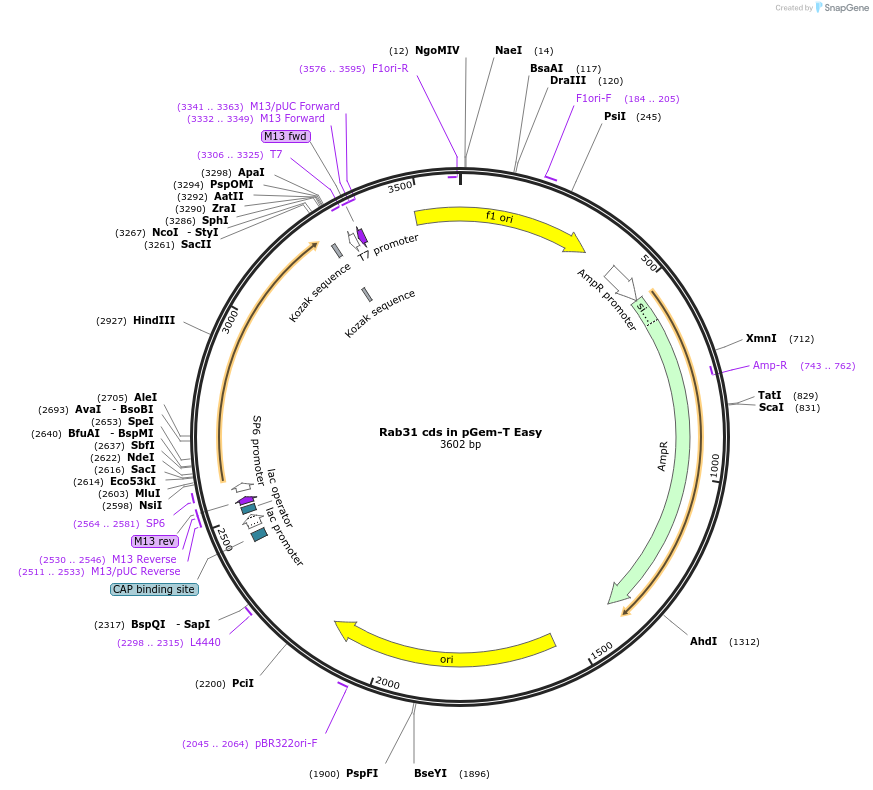 80507-plasmid-map-sequence-id-176582