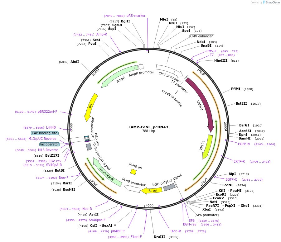 89514-plasmid-map-sequence-id-176627