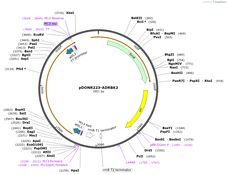 23793-plasmid-map-sequence-id-176638