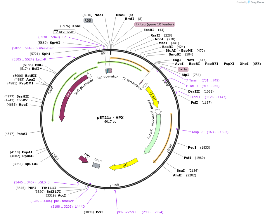 89618-plasmid-map-sequence-id-176685