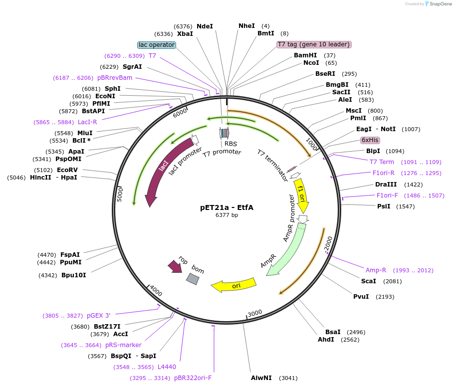 89616-plasmid-map-sequence-id-176692