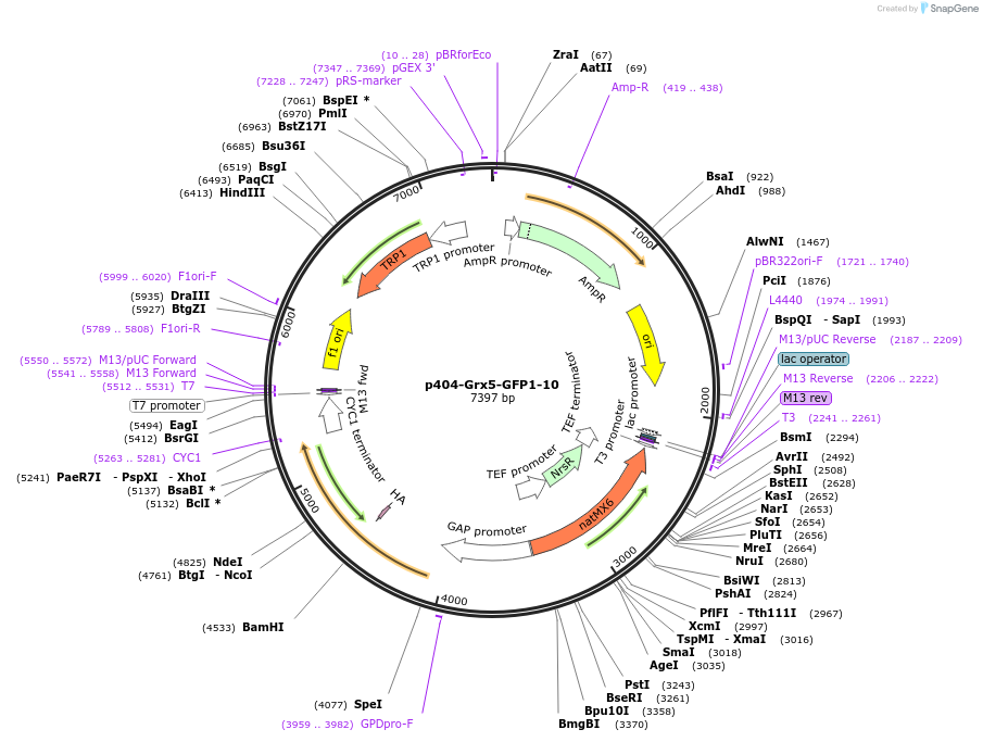 91952-plasmid-map-sequence-id-176697