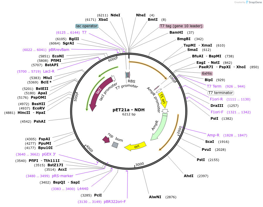 89626-plasmid-map-sequence-id-176704
