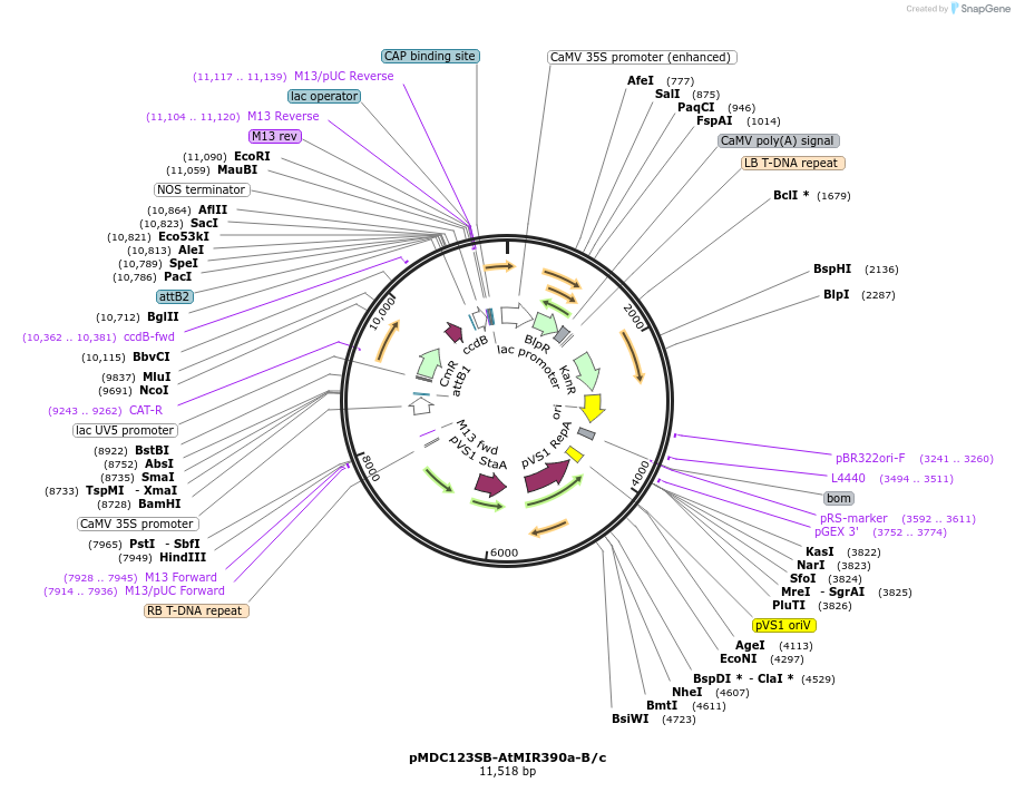 51775-plasmid-map-sequence-id-176705