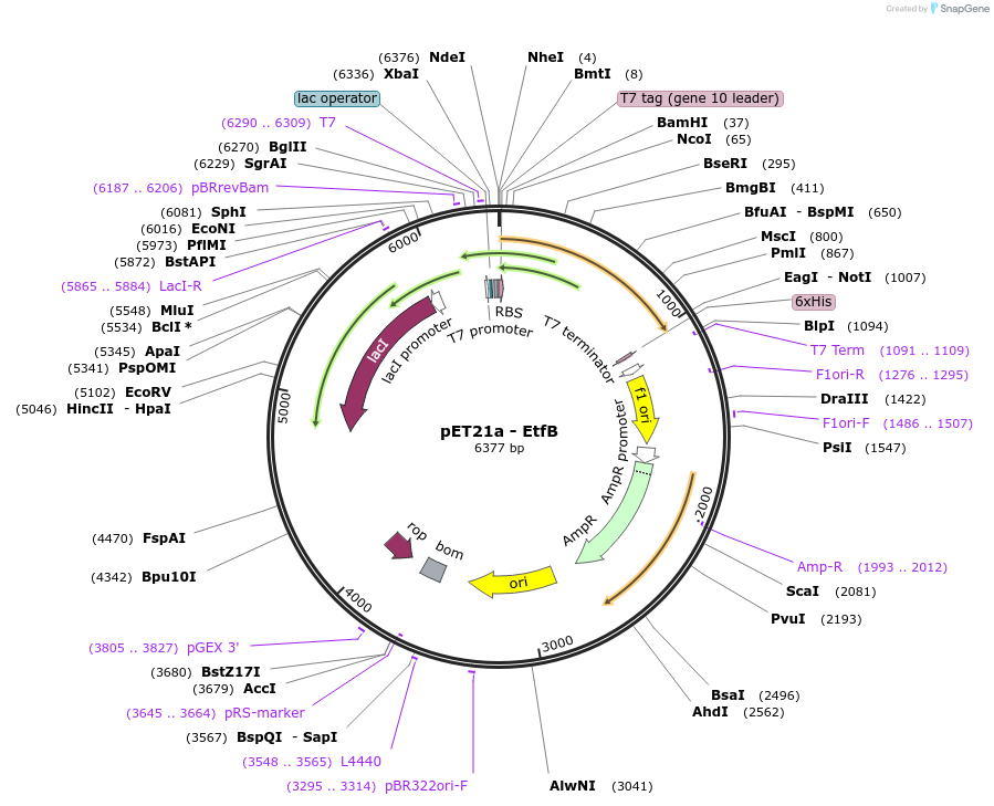 89617-plasmid-map-sequence-id-176708