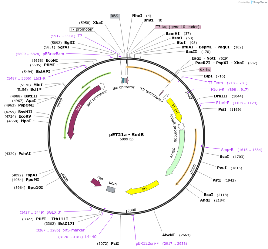 89613-plasmid-map-sequence-id-176709