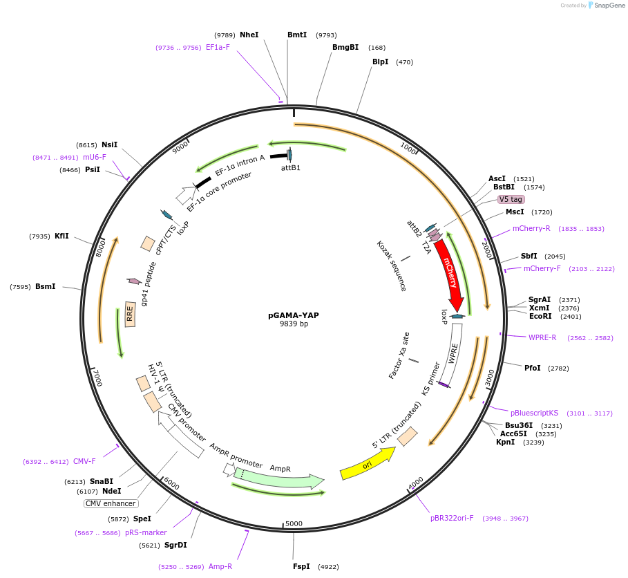 74942-plasmid-map-sequence-id-176710