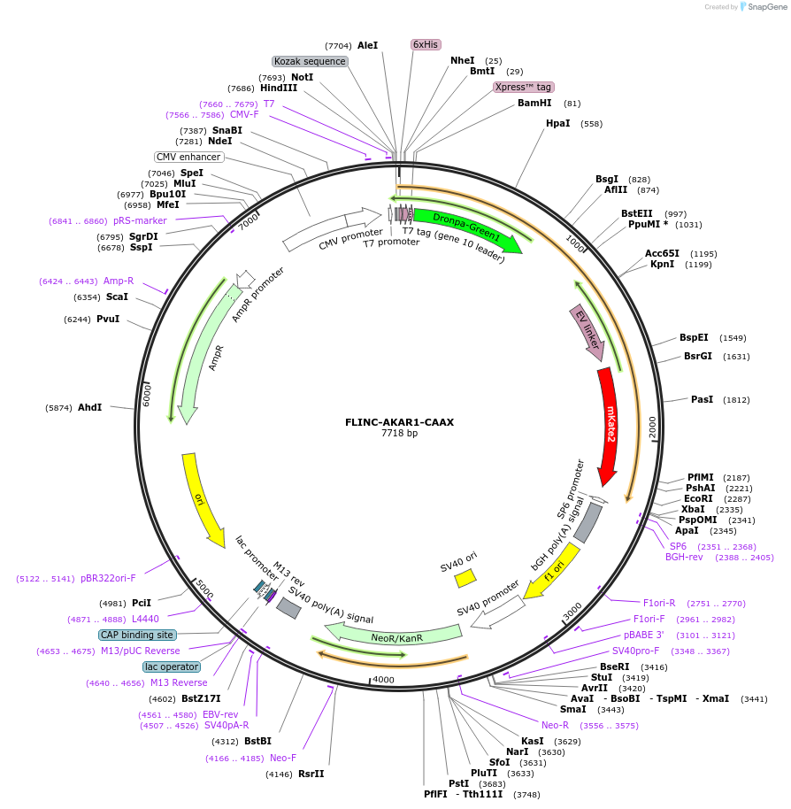 87705-plasmid-map-sequence-id-176711
