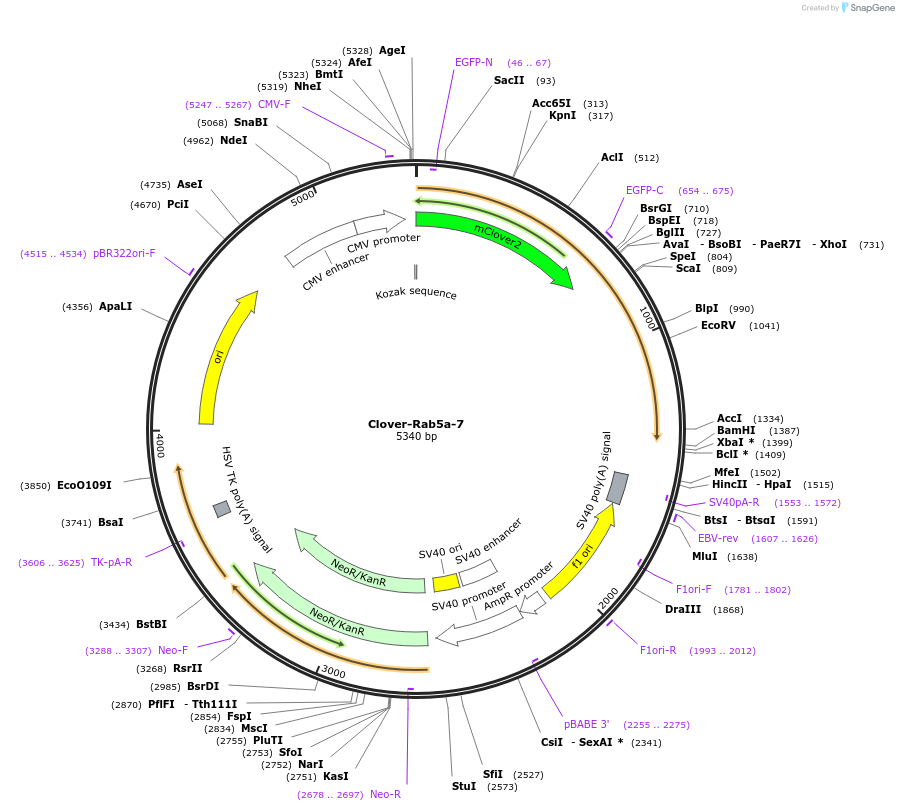 56530-plasmid-map-sequence-id-176713