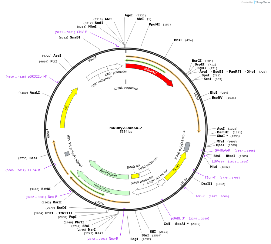 55911-plasmid-map-sequence-id-176714