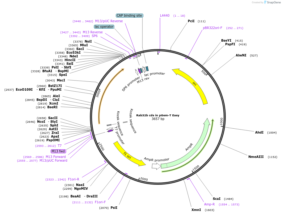 80550-plasmid-map-sequence-id-176720