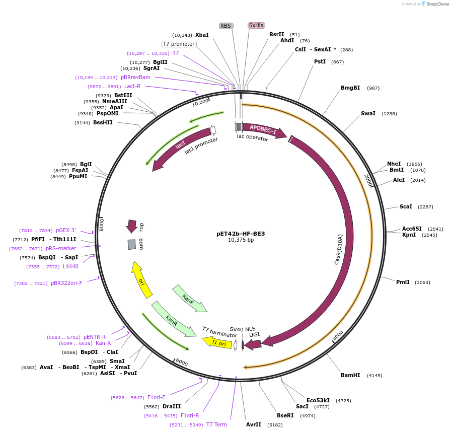 87438-plasmid-map-sequence-id-176744