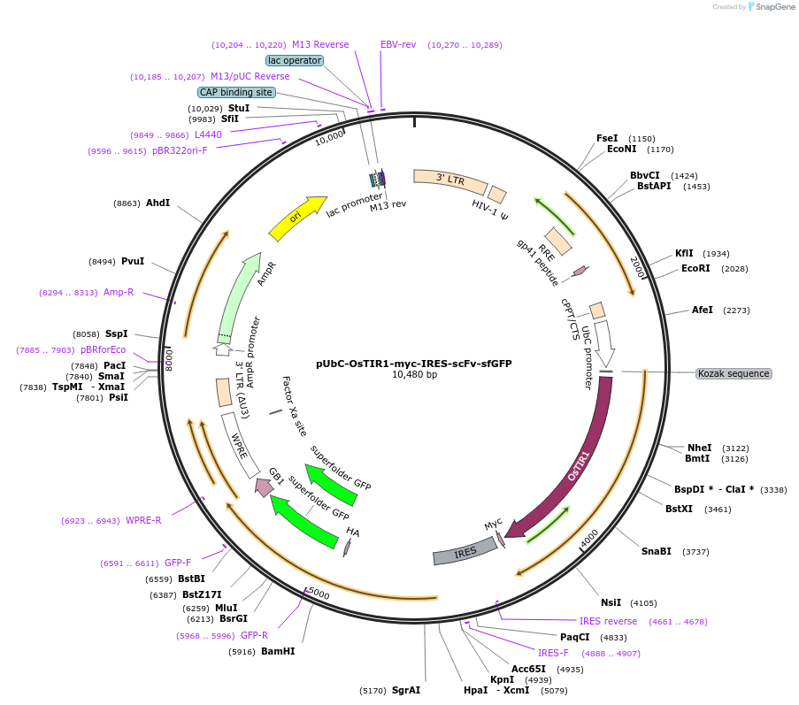 84563-plasmid-map-sequence-id-176790