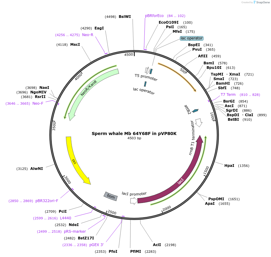 86956-plasmid-map-sequence-id-176792