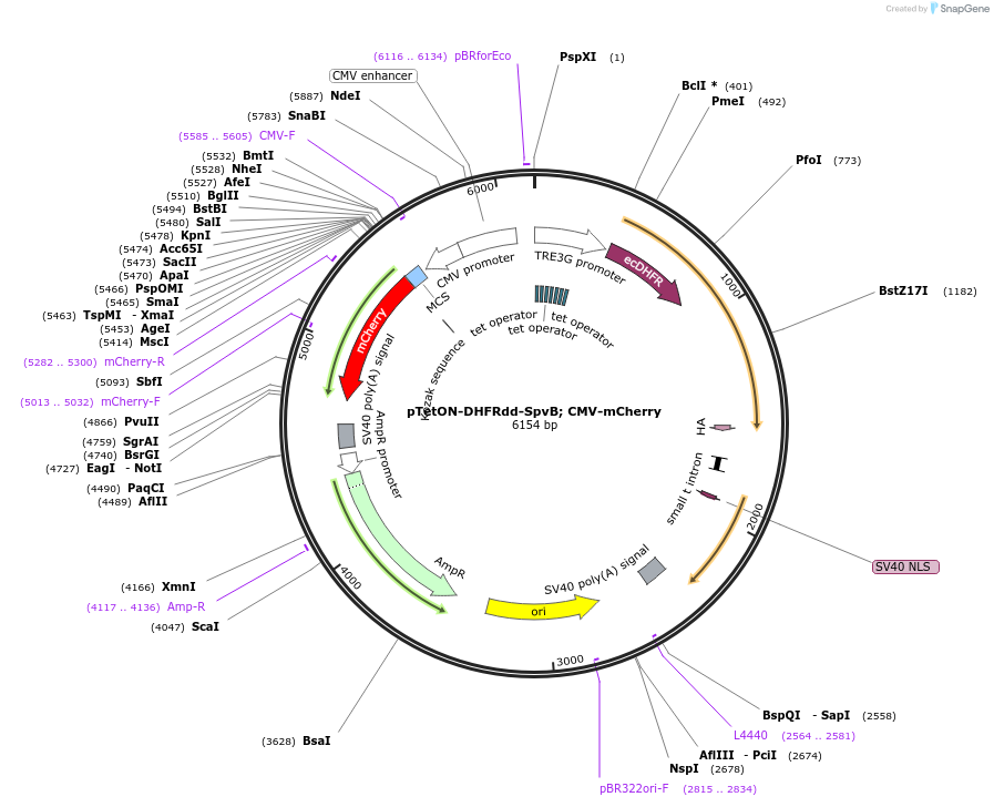 89463-plasmid-map-sequence-id-176808