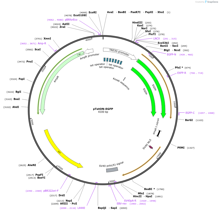 89453-plasmid-map-sequence-id-176810