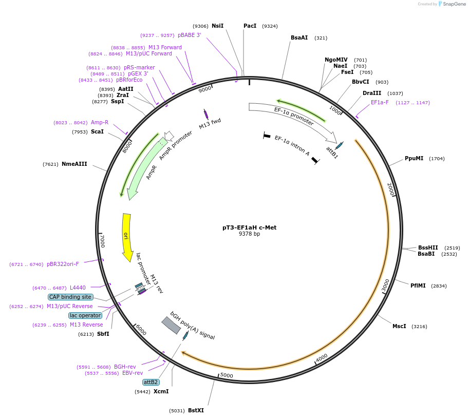 86498-plasmid-map-sequence-id-176826