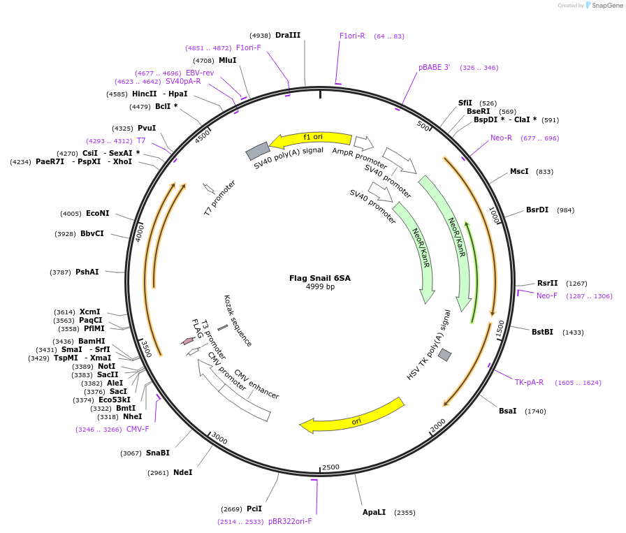 16221-plasmid-map-sequence-id-176830