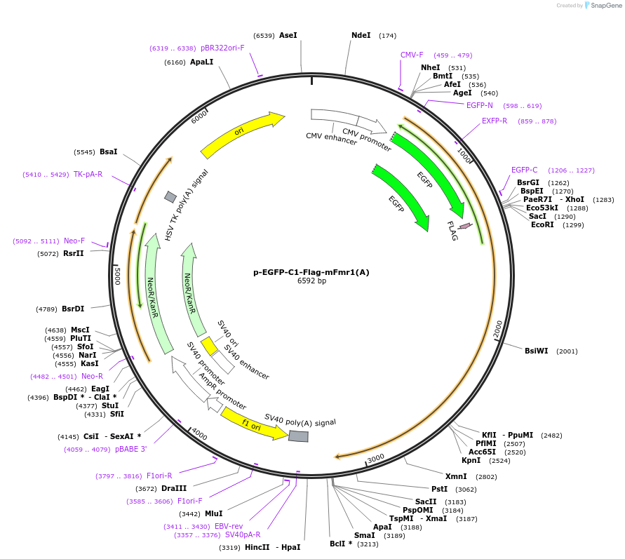 87913-plasmid-map-sequence-id-176835