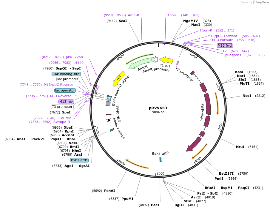 89474-plasmid-map-sequence-id-176843