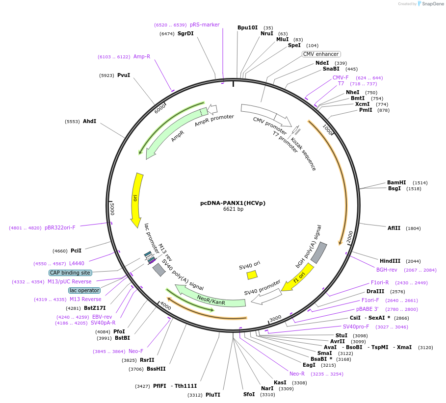87698-plasmid-map-sequence-id-176850