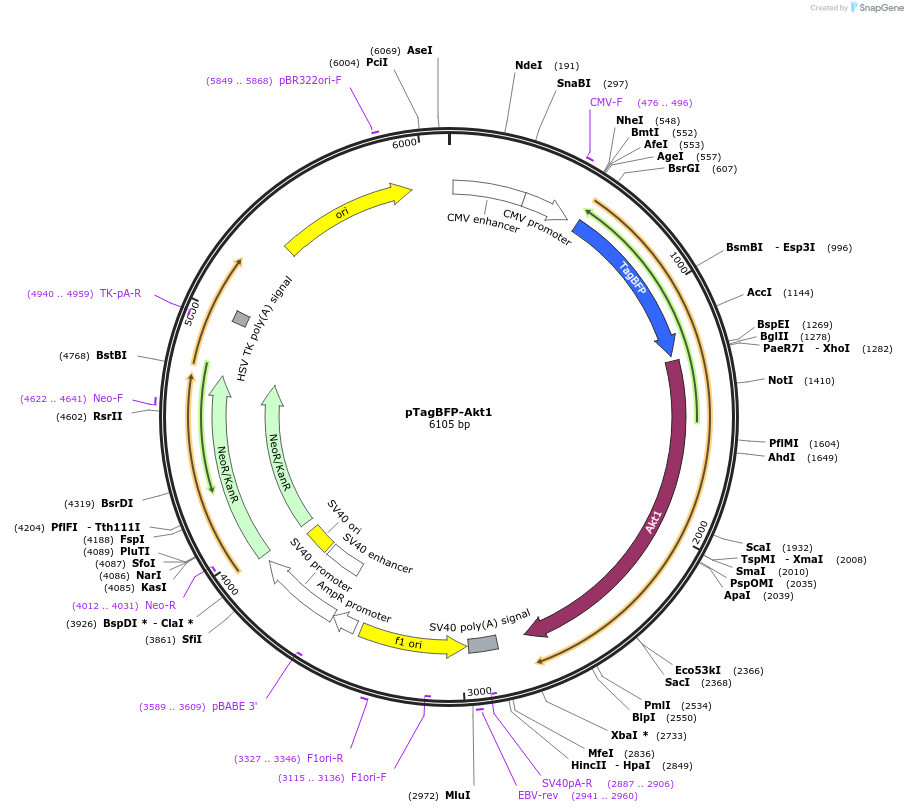 86594-plasmid-map-sequence-id-176851