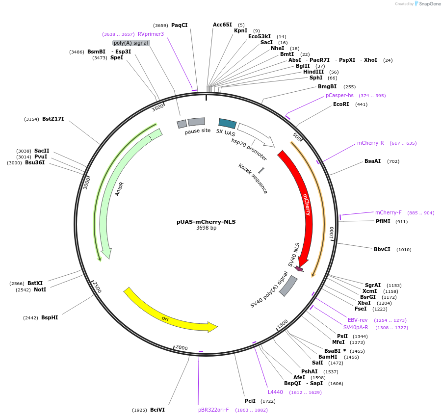 87695-plasmid-map-sequence-id-176852