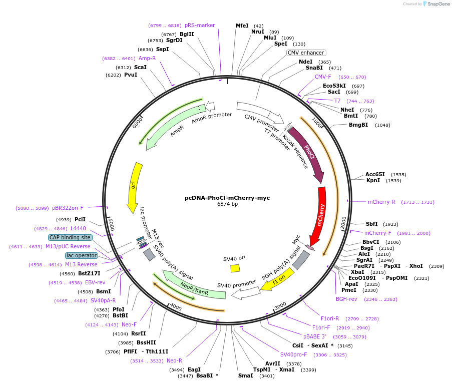 87692-plasmid-map-sequence-id-176854