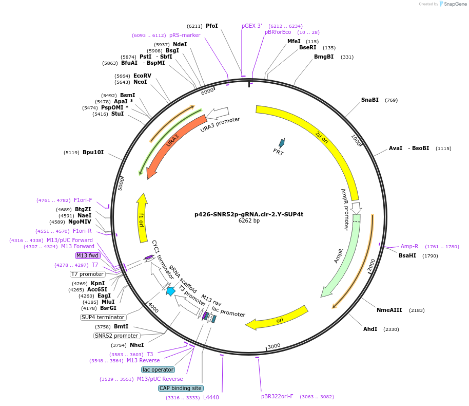 89692-plasmid-map-sequence-id-176855