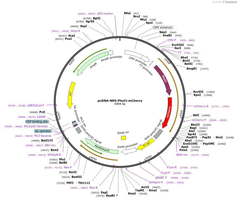 87690-plasmid-map-sequence-id-176859
