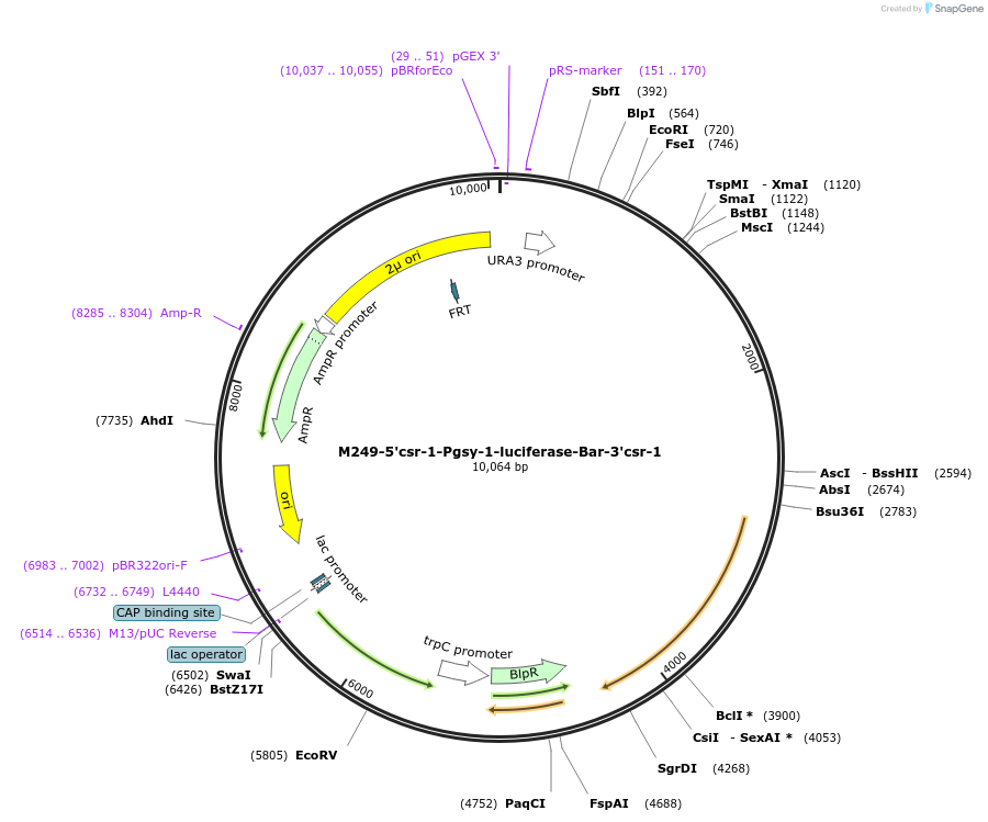 89693-plasmid-map-sequence-id-176861