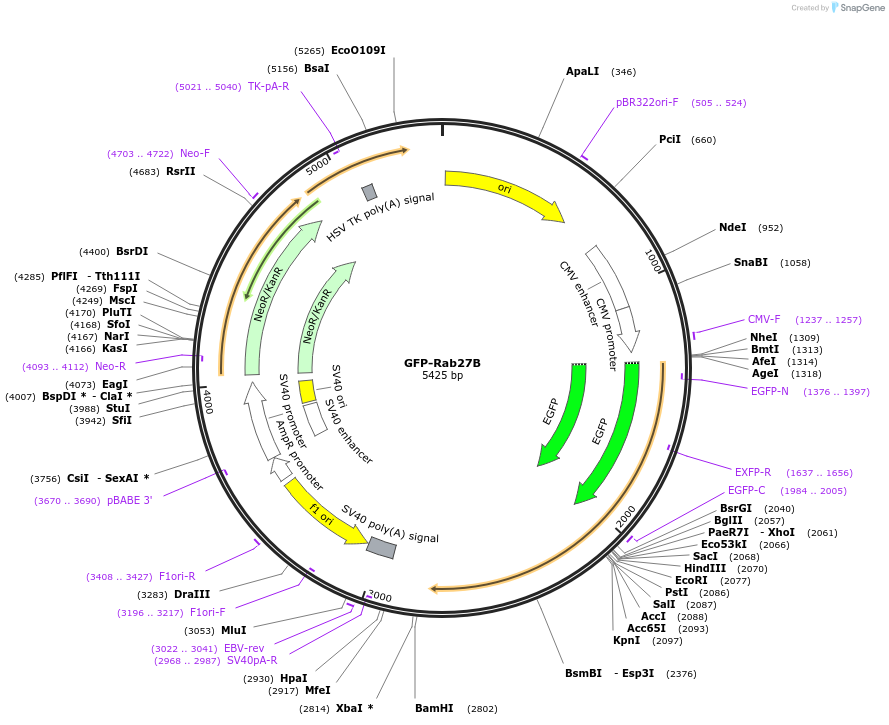 89447-plasmid-map-sequence-id-176862