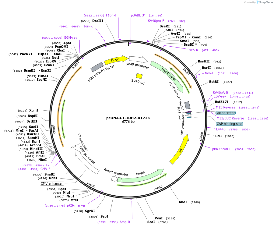 87927-plasmid-map-sequence-id-176863