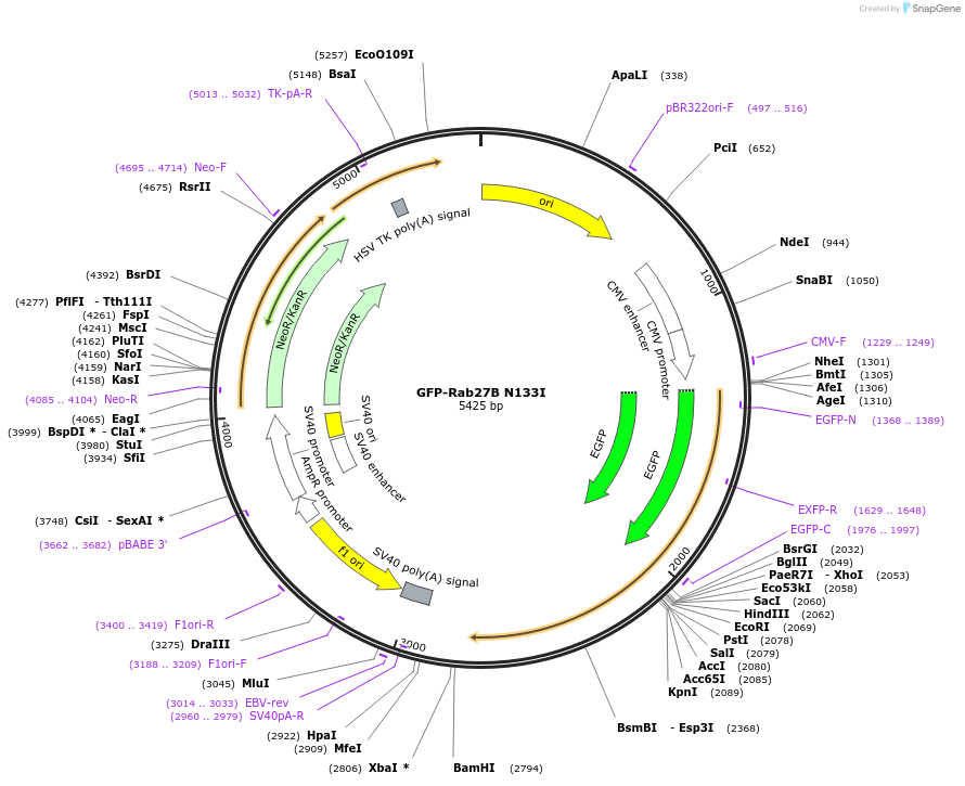 89449-plasmid-map-sequence-id-176867
