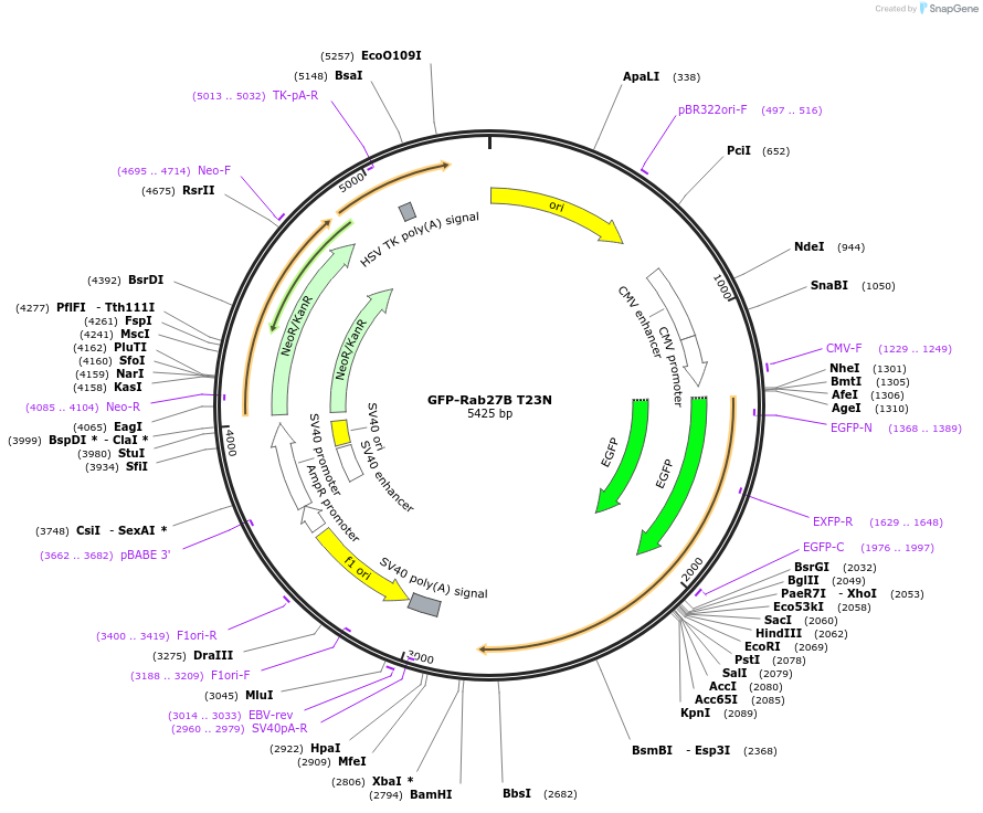 89450-plasmid-map-sequence-id-176883