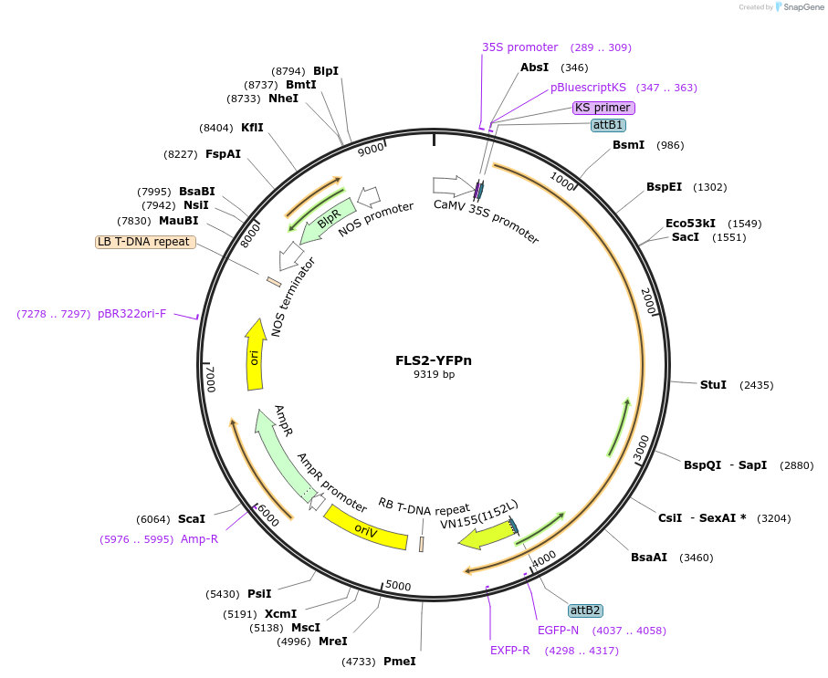 87165-plasmid-map-sequence-id-176885