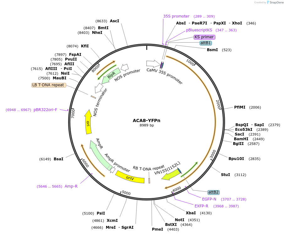 87241-plasmid-map-sequence-id-176886